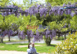 Wisteria Noda-fuji kwitnie w Osace