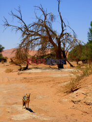 Dolina Sossusvlei w Namibii