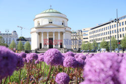 Fioletowa wiosna na pl. Trzech Krzyży