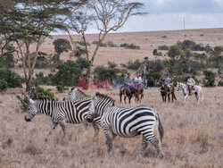 Safari na koniu - Redux