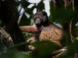 Na ratunek lemurom z Madagaskaru - Redux