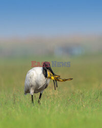 Ibis połyka żabę