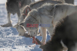 Ostatni inuiccy myśliwi - AFP