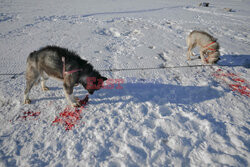 Ostatni inuiccy myśliwi - AFP