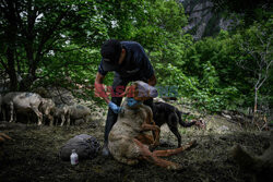 Pasterze owiec w dzikiej dolinie Fournel - AFP