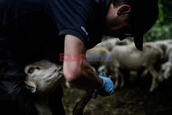 Pasterze owiec w dzikiej dolinie Fournel - AFP