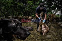 Pasterze owiec w dzikiej dolinie Fournel - AFP