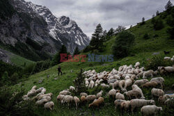 Pasterze owiec w dzikiej dolinie Fournel - AFP