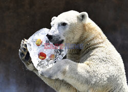 Zabawa niedźwiedzia polarnego z kostką lodu