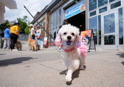 Letni karnawał Doggie Fest w Toronto