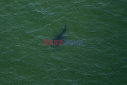 Rekiny żerują w Cape Cod