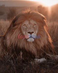 Fotogeniczne lwy