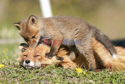 Młody lis zaczepia śpiącą matkę