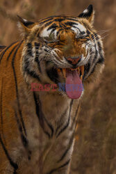 Uśmiechnięty tygrys