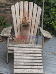 Młody lis utknął w oparciu krzesła ogrodowego