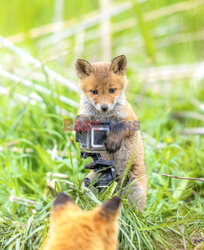 Liski zainteresowały się kamerą GoPro