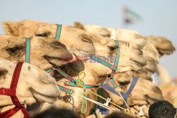 4. Camel Race w El Alamein