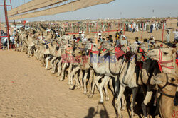 4. Camel Race w El Alamein