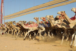 4. Camel Race w El Alamein