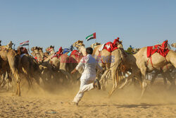 4. Camel Race w El Alamein