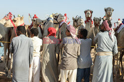 4. Camel Race w El Alamein