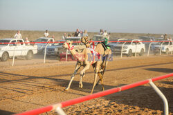 4. Camel Race w El Alamein