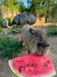 Sposoby na ochłodę w ZOO w Teksasie