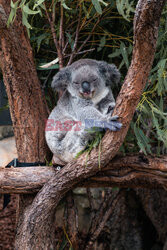 Koala zajada eukaliptus