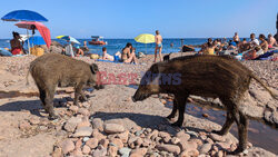 Dziki na plaży we Francji