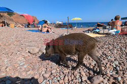 Dziki na plaży we Francji