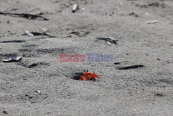 Krab czerwony duch na plaży w Kolumbii