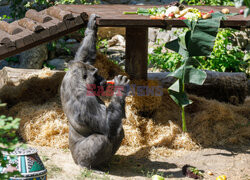 50. urodziny goryla Toni w ZOO w Kijowie