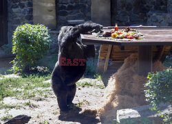 50. urodziny goryla Toni w ZOO w Kijowie