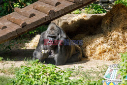 50. urodziny goryla Toni w ZOO w Kijowie