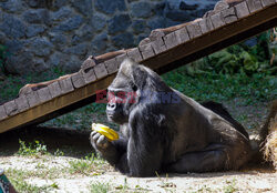 50. urodziny goryla Toni w ZOO w Kijowie