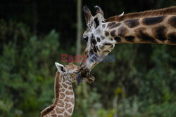 W zoo w Berlinie urodziła się żyrafa