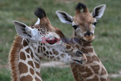 W zoo w Berlinie urodziła się żyrafa