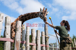 Brytyjskie zoo ogłosiło sukces w programie treningów dla żyraf