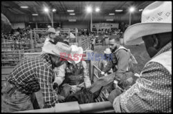 Arizona Black Rodeo - Rex Features