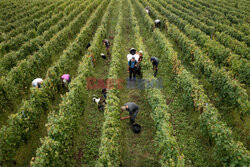 Winnica Pinot Noir we Francji- AFP