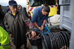 Winnica Pinot Noir we Francji- AFP