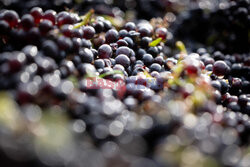 Winnica Pinot Noir we Francji- AFP