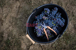 Winnica Pinot Noir we Francji- AFP