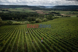 Winnica Pinot Noir we Francji- AFP