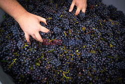 Winnica Pinot Noir we Francji- AFP