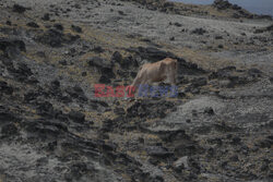 Pustynia Tatacoa miejscem światowego dziedzictwa geologicznego