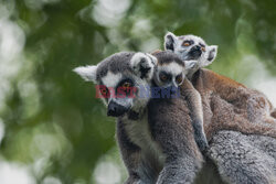 Matka lemur niesie swoje dzieci na plecach