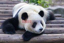 Pandy z zoo w Chongqing