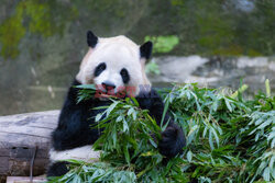 Pandy z zoo w Chongqing