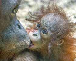 Rufus - mały orangutan